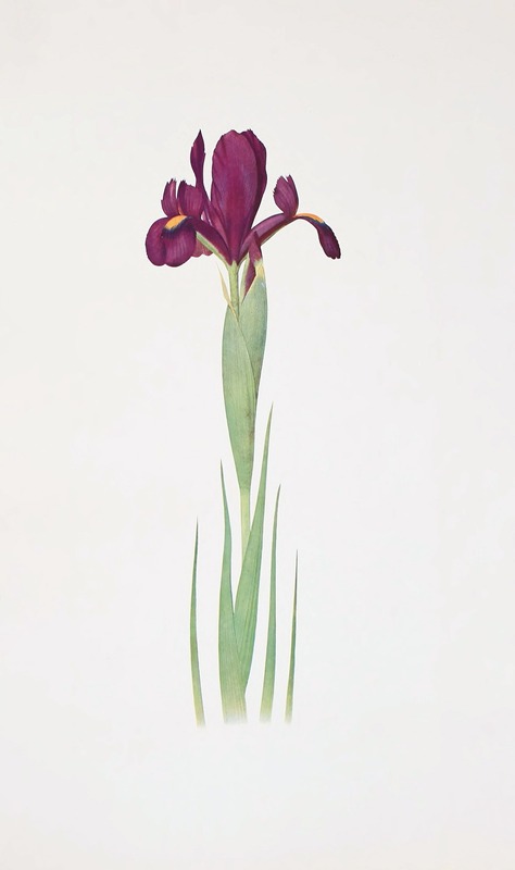 William Rickatson Dykes - Iris filifolia
