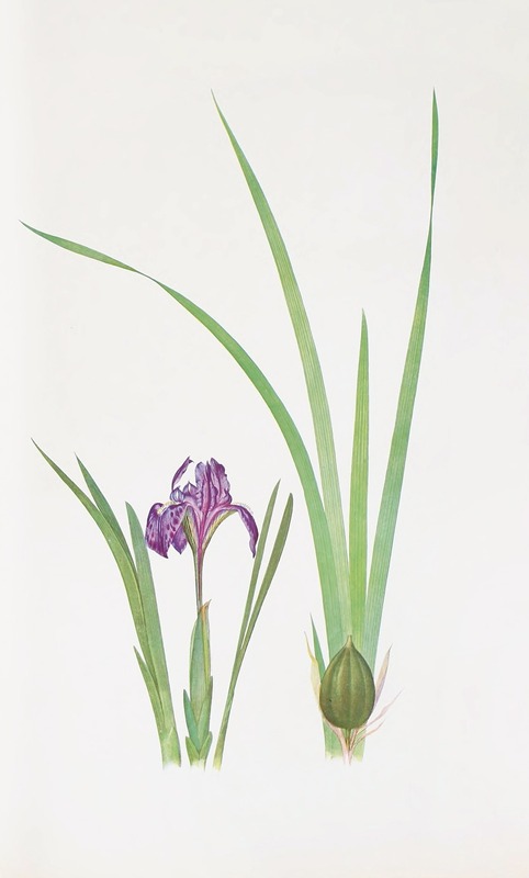 William Rickatson Dykes - Iris kumaonensis