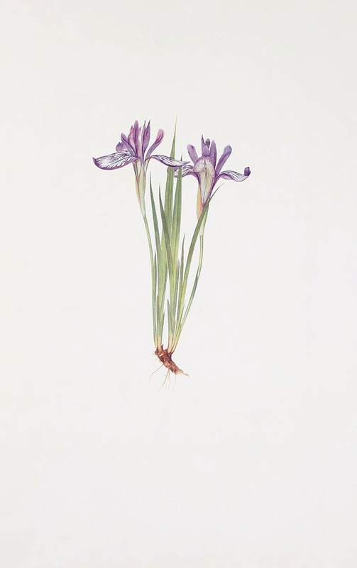 William Rickatson Dykes - Iris ruthenica