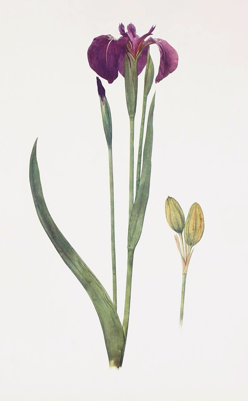 William Rickatson Dykes - Iris setosa