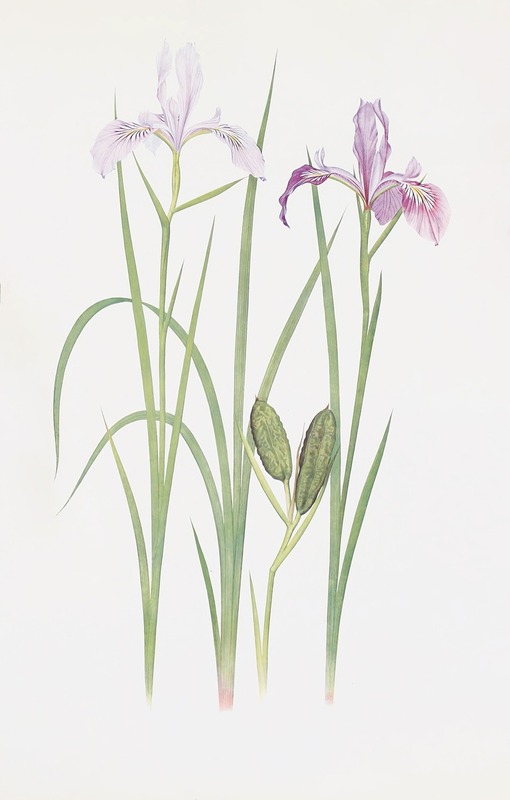 William Rickatson Dykes - Iris tenax