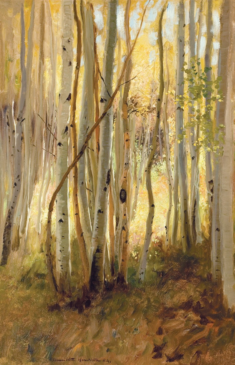 Hamilton Hamilton - Sunlit Birch Forest