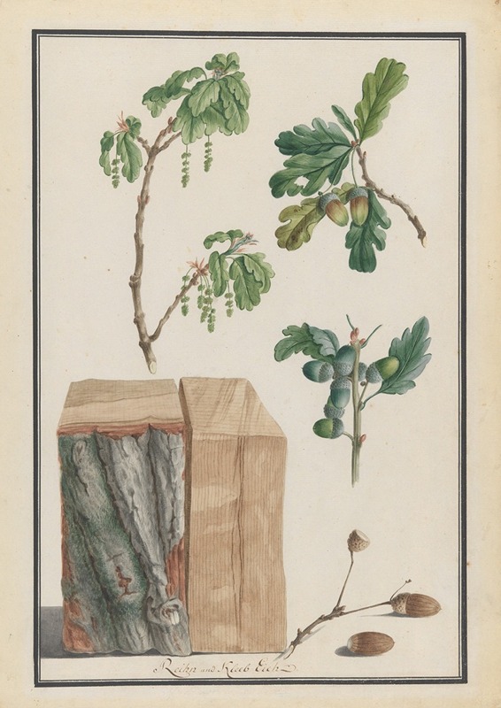 Ludwig Pfleger - Studies of the blossoms, fruits and trunk of an English oak (Quercus robur)