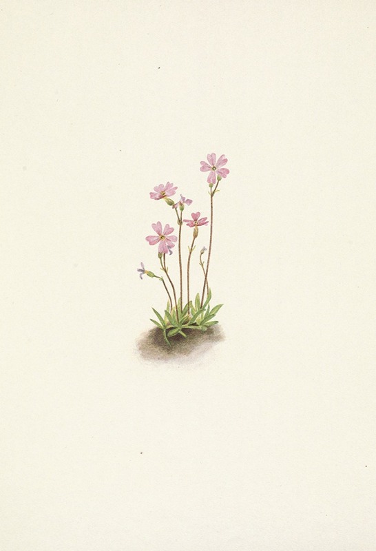 Mary Vaux Walcott - Alberta Primrose. Primula maccalliana