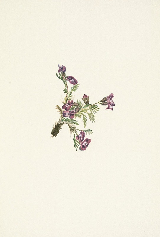 Mary Vaux Walcott - Alpine Pointvetch (flower). Oxytropis podocarpa