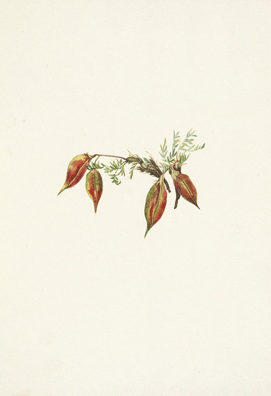 Mary Vaux Walcott - Alpine Pointvetch (fruit). Oxytropis podocarpa