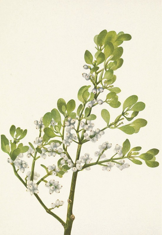Mary Vaux Walcott - American Mistletoe. Phoradendron flavescens