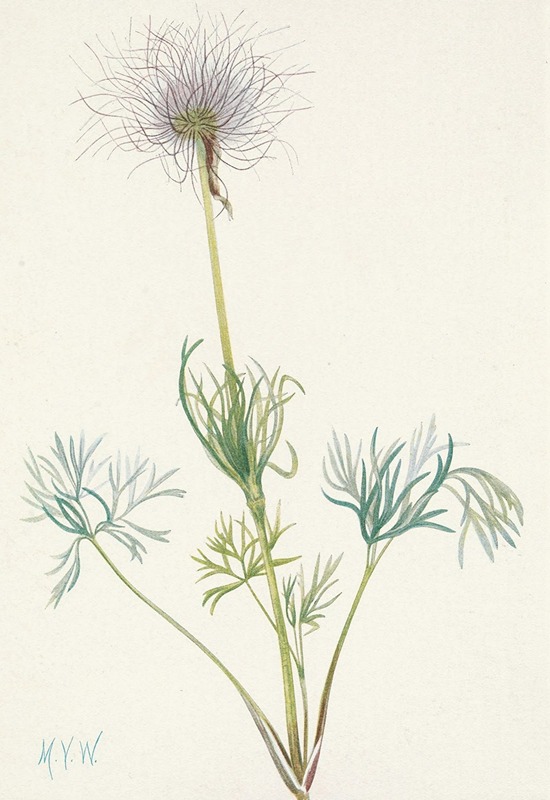 Mary Vaux Walcott - American Pasqueflower (fruit). Pulsatilla ludoviciana
