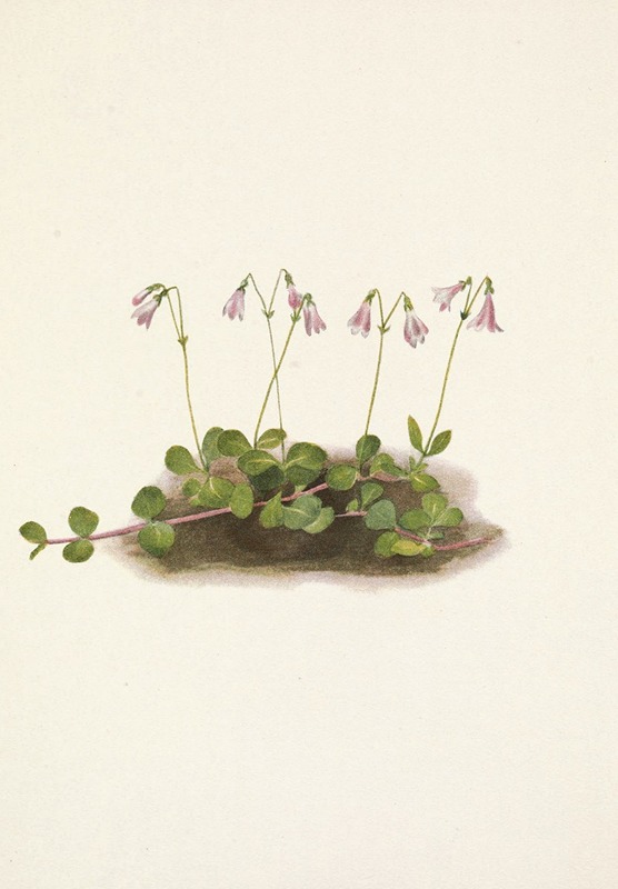 Mary Vaux Walcott - American Twinflower. Linnaea borealis americana