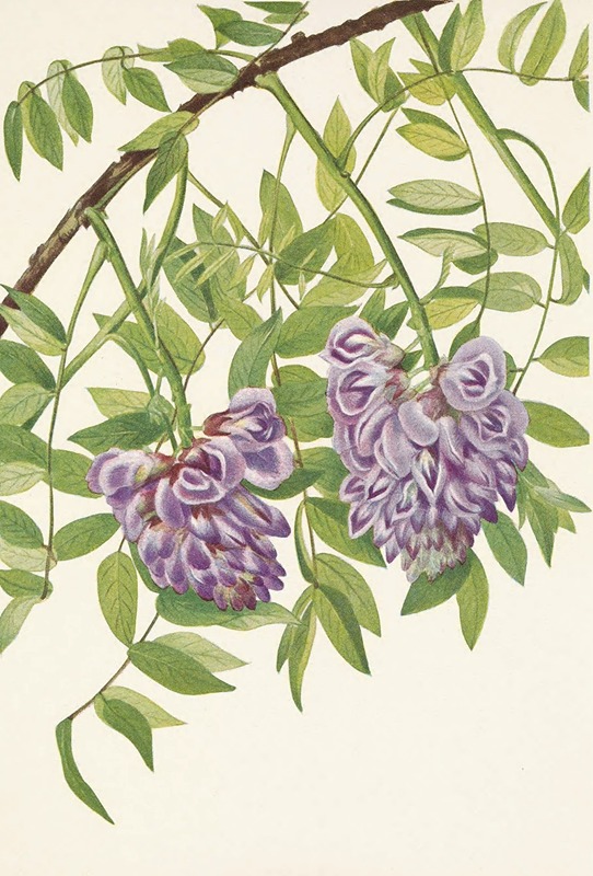Mary Vaux Walcott - American Wistaria. Kraunhia frutescens