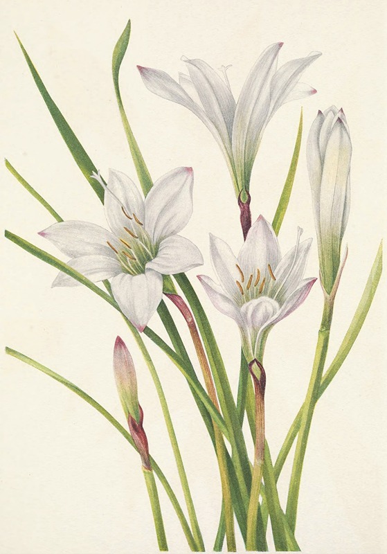 Mary Vaux Walcott - Atamasco-lily. Atamosco atamasco