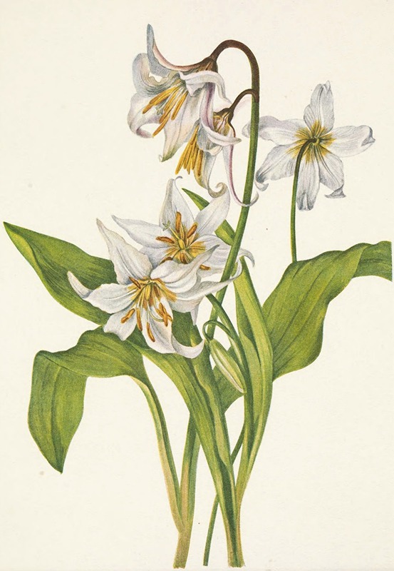 Mary Vaux Walcott - Avalanche-lily. Erythronium montanum