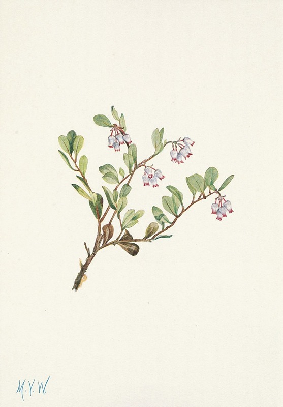 Mary Vaux Walcott - Bearberry (flower). Arctostaphylos uva-ursi