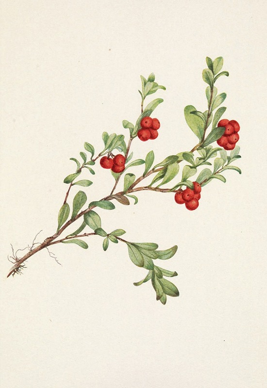 Mary Vaux Walcott - Bearberry (fruit) Arctostaphylos uva-ursi