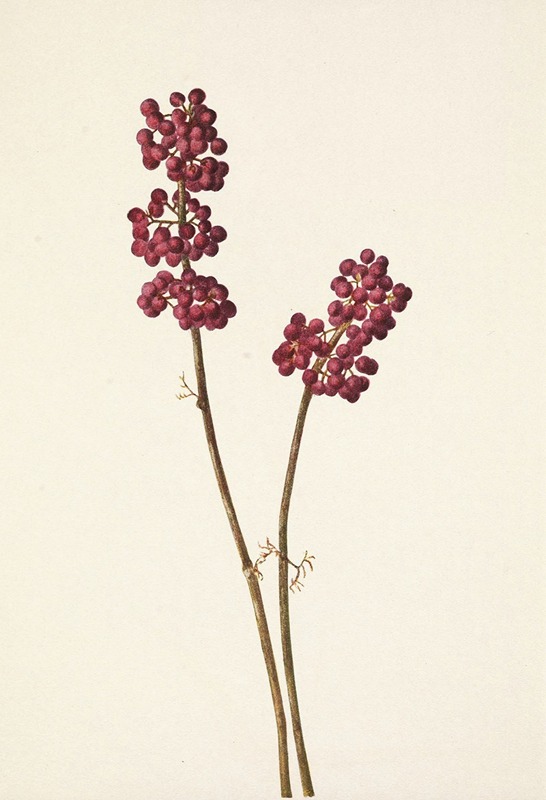 Mary Vaux Walcott - Beautyberry. Callicarpa americana