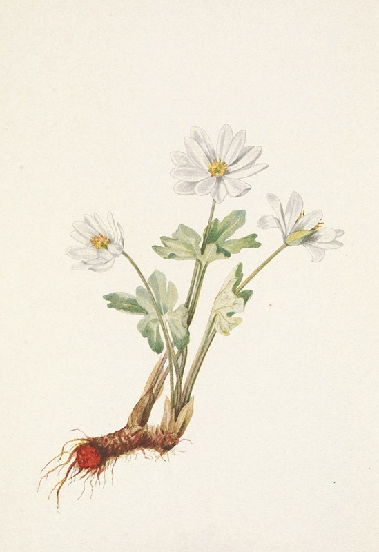 Mary Vaux Walcott - Bloodroot. Sanguinaria canadensis