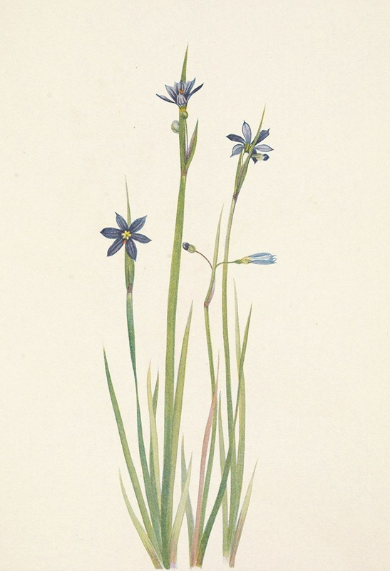 Mary Vaux Walcott - Blue-eyed-grass. Sisyrinchium angustifolium