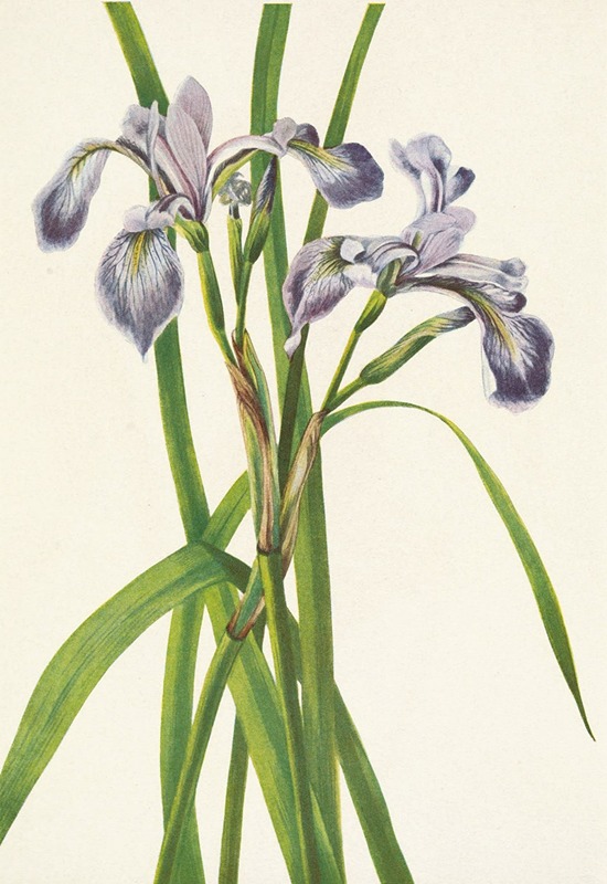 Mary Vaux Walcott - Blueflag Iris. Iris versicolor