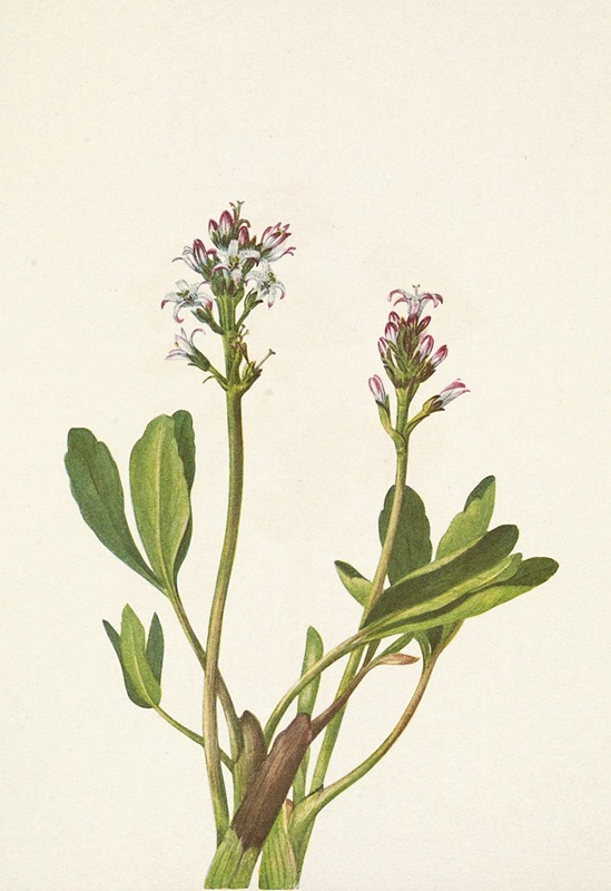 Mary Vaux Walcott - Bogbean. Menyanthes trifoliata