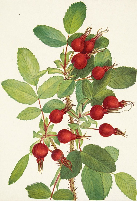 Mary Vaux Walcott - Bourgeau Rose (fruit). Rosa bourgeauiana