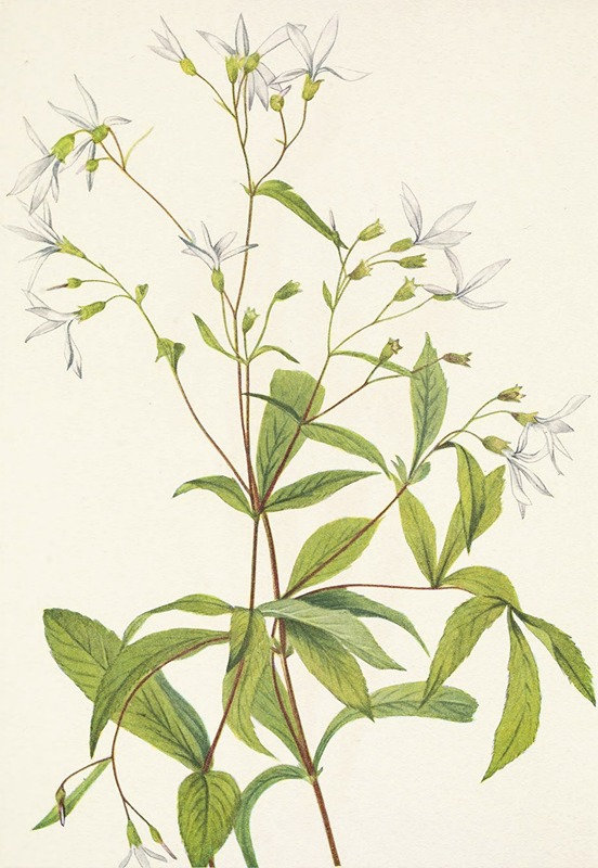 Mary Vaux Walcott - Bowmansroot. Porteranthus trifoliatus