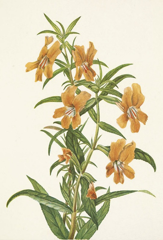 Mary Vaux Walcott - Buff Monkeyflower. Diplacus longiflorus