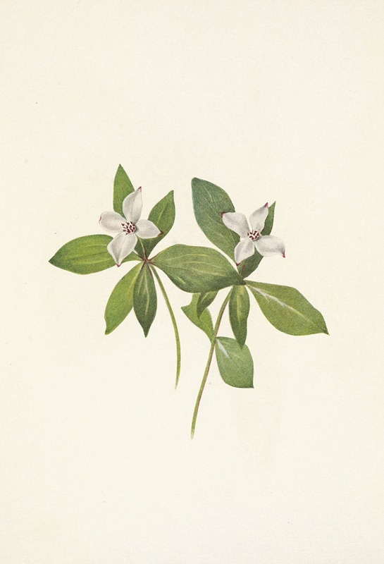 Mary Vaux Walcott - Bunchberry (flower). Cornus canadensis