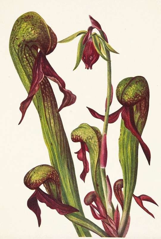 Mary Vaux Walcott - California Pitcherplant. Chrysamphora californica