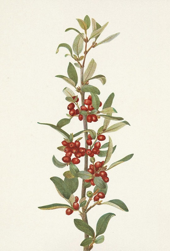 Mary Vaux Walcott - Canada Buffaloberry. Lepargyrea canadensis