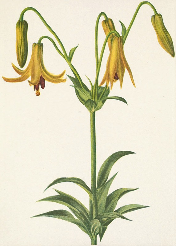 Mary Vaux Walcott - Canada Lily. Lilium canadense