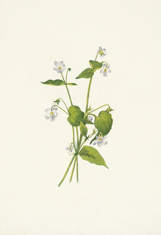 Mary Vaux Walcott - Canada Violet. Viola canadensis
