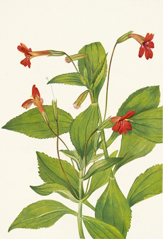 Mary Vaux Walcott - Cardinal Monkeyflower. Mimulus cardinalis