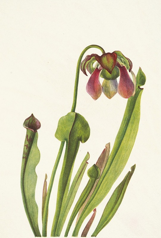 Mary Vaux Walcott - Catesby Pitcherplant. Sarracenia catesbaei