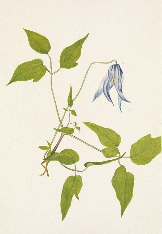 Mary Vaux Walcott - Columbia Clematis (flower). Clematis columbiana