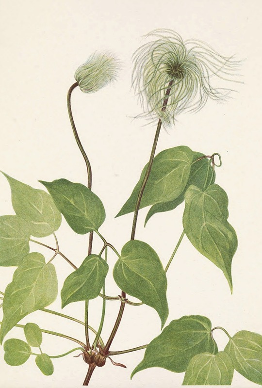 Mary Vaux Walcott - Columbia Clematis (fruit). Clematis columbiana