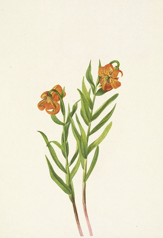 Mary Vaux Walcott - Columbia Lily. Lilium columbianum