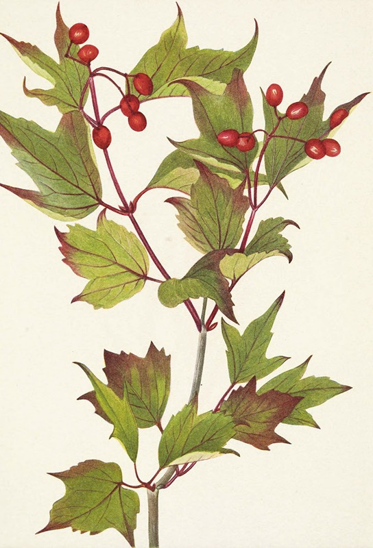 Mary Vaux Walcott - Cranberrybush. Viburnum pauciflorum