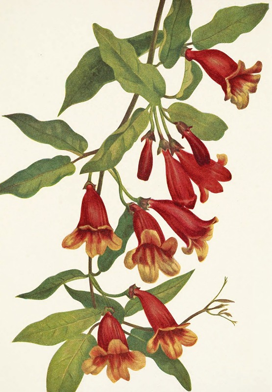 Mary Vaux Walcott - Crossvine. Anisostichus capreolatus