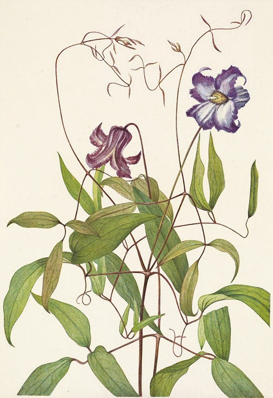 Mary Vaux Walcott - Curly Clematis. Clematis crispa