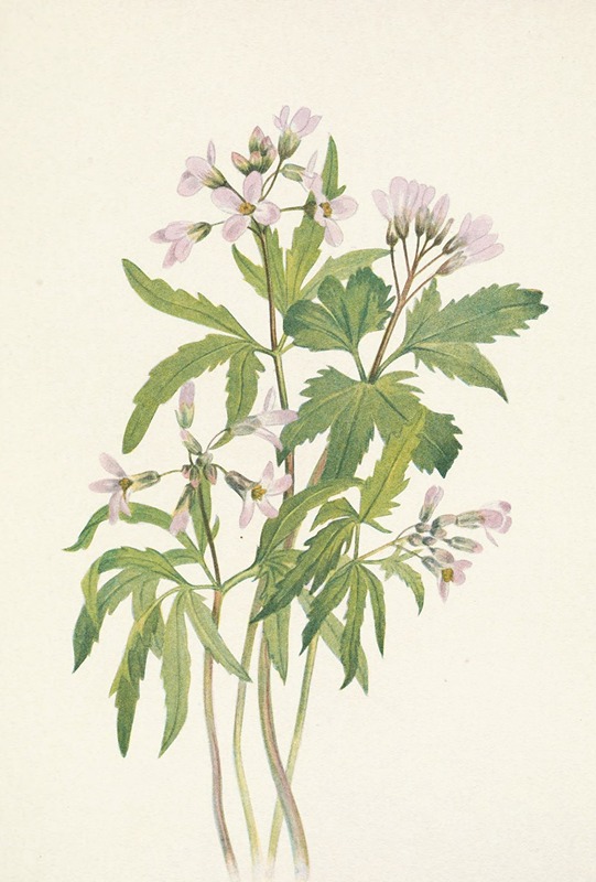 Mary Vaux Walcott - Cut Toothwort. Dentaria laciniata