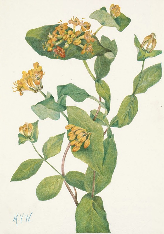 Mary Vaux Walcott - Douglas Honeysuckle (flower). Lonicera glaucescens