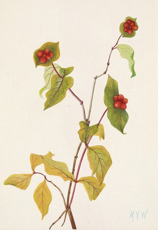 Mary Vaux Walcott - Douglas Honeysuckle (fruit). Lonicera glaucescens