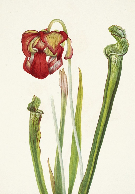 Mary Vaux Walcott - Drummond Pitcherplant. Sarracenia drummondii
