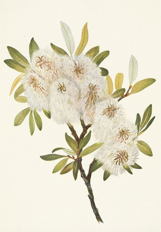 Mary Vaux Walcott - Drummond Willow. Salix drummondiana