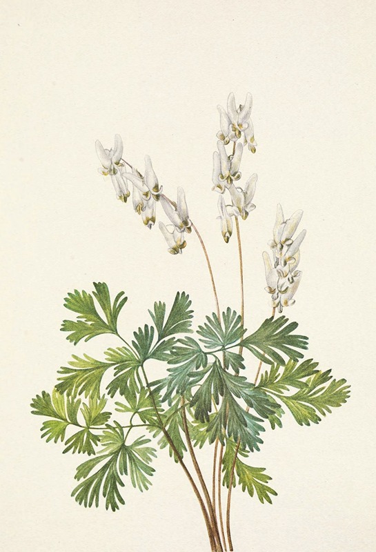 Dutchmans-breeches. Bikukulla cucullaria by Mary Vaux Walcott - Artvee