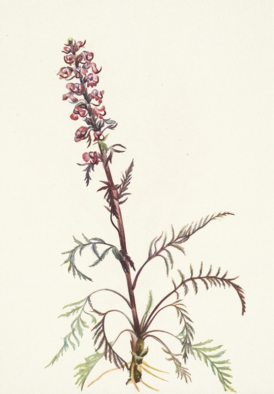 Mary Vaux Walcott - Elephanthead. Pedicularis groenlandica
