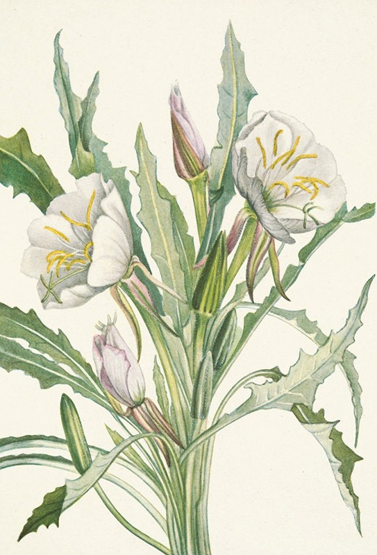 Mary Vaux Walcott - Evening-primrose. Pachyloplus hirsutus