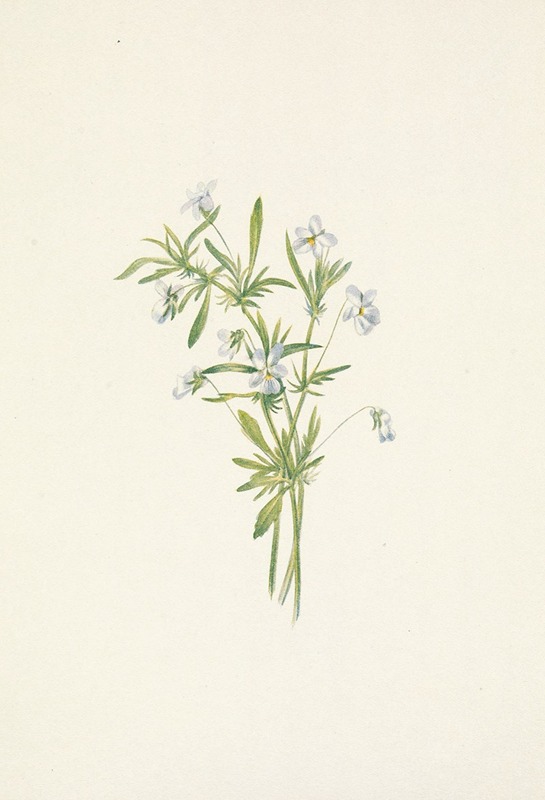 Mary Vaux Walcott - Field Violet. Viola rafinesquii