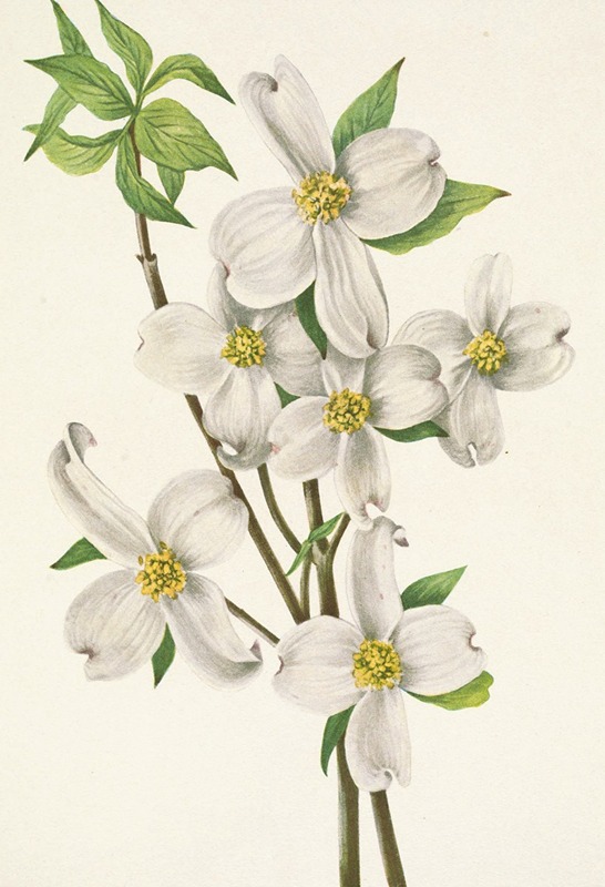 Mary Vaux Walcott - Flowering Dogwood (flower). Cornus florida