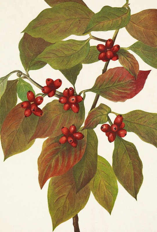 Mary Vaux Walcott - Flowering Dogwood (fruit). Cornus florida